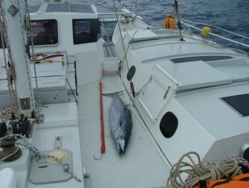 Large Wahoo fish on board