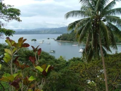Looking at moored boats through shrubbery in Savusavu