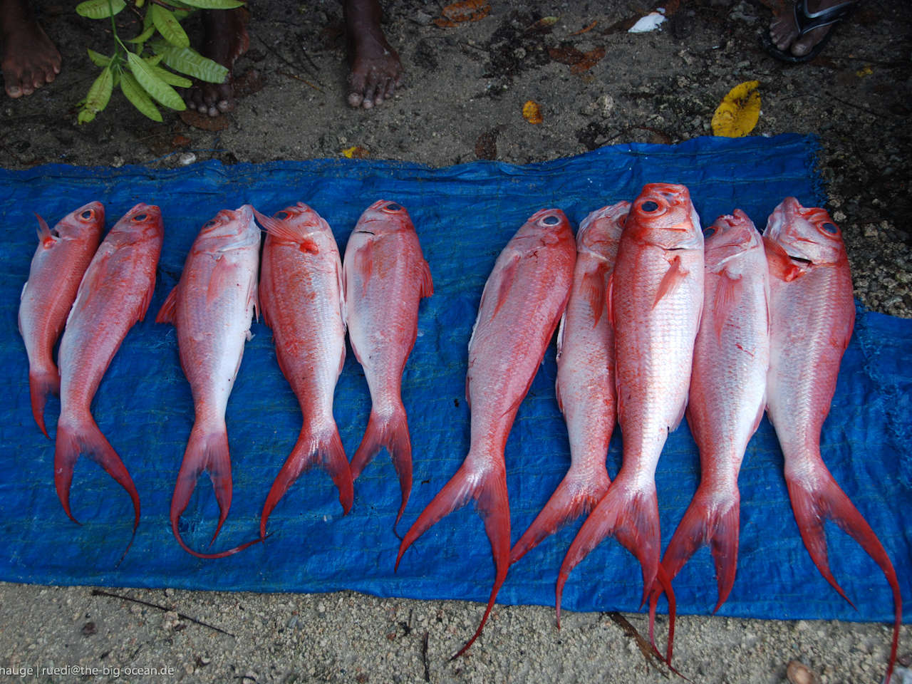 Red fish on a blue sheet