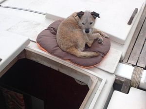 A dog on a cushion on deck